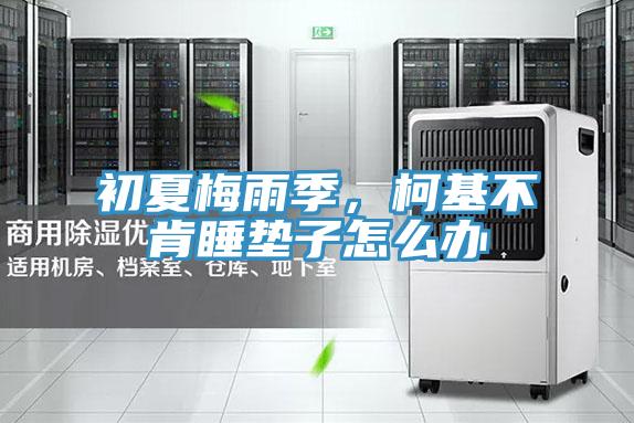 初夏梅雨季,柯基不肯睡墊子怎么辦